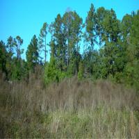 Florida Land Partners: background.jpg